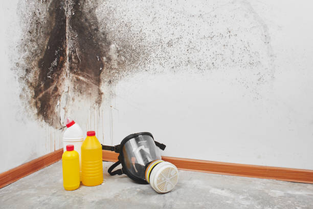 Best Same-Day Mold Removal  in Monmouth Junction, NJ