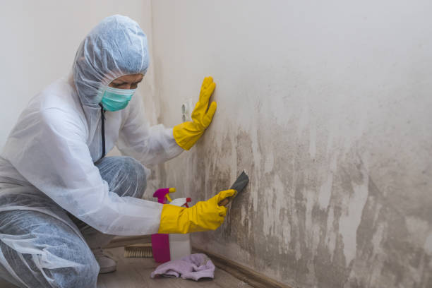 Best Affordable Mold Removal  in Monmouth Junction, NJ