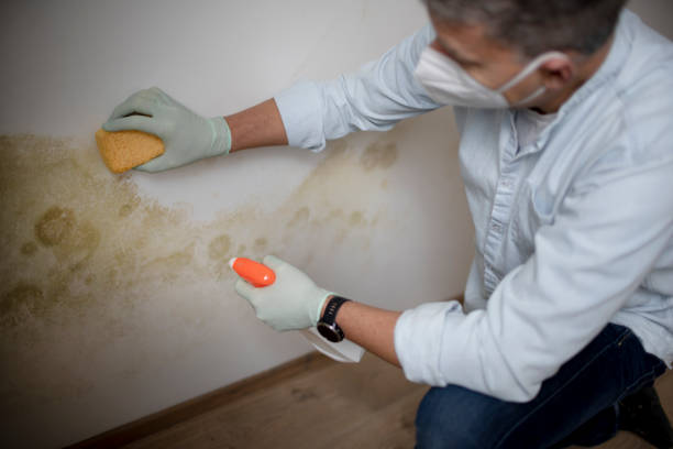 Best Mold Removal Near Me  in Monmouth Junction, NJ