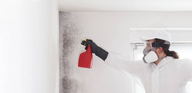 Monmouth Junction, NJ Mold Removal Company