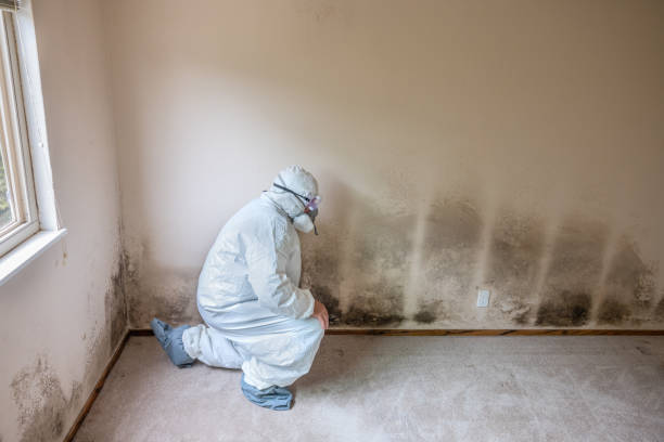 Best Office Mold Removal Services  in Monmouth Junction, NJ