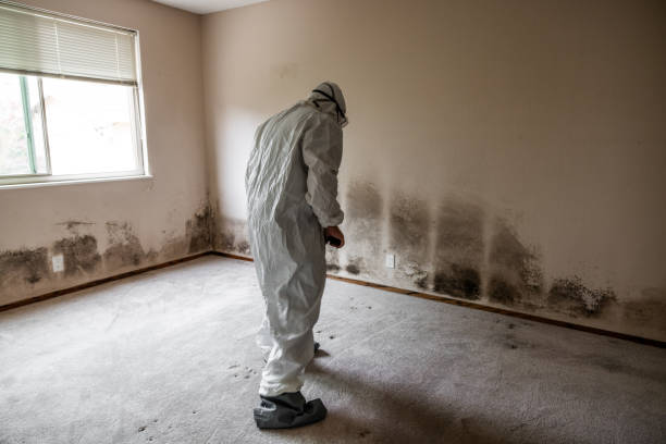 Best Attic Mold Removal  in Monmouth Junction, NJ