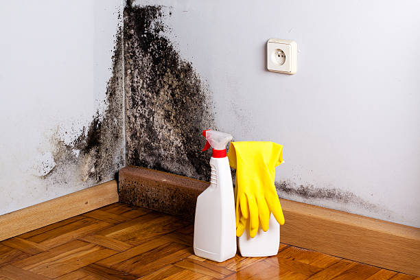 Mold Testing and Removal in Monmouth Junction, NJ