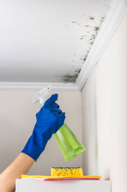 Best Home Mold Removal  in Monmouth Junction, NJ